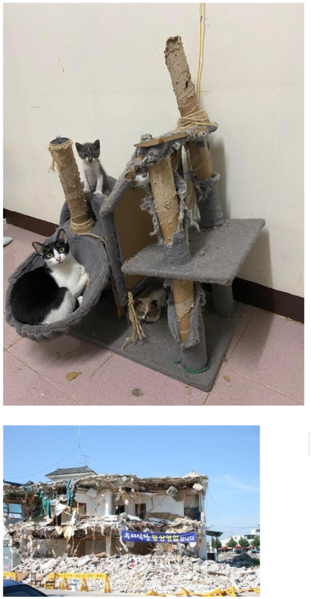 우리 캣타워 정상영업합니다.png