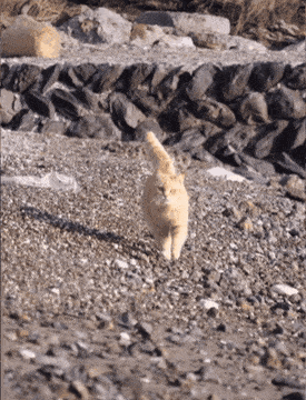 008.gif