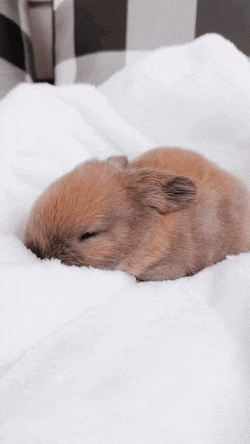 CandidCheerfulLark-size_restricted.gif