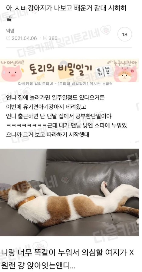 강아지.jpg