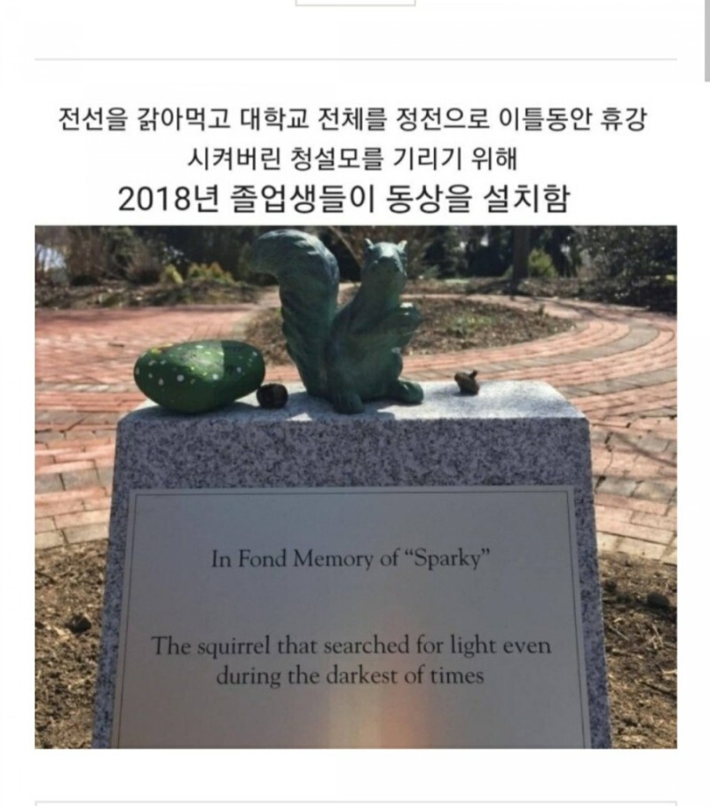 청설모_동상이_세워진이유.jpeg