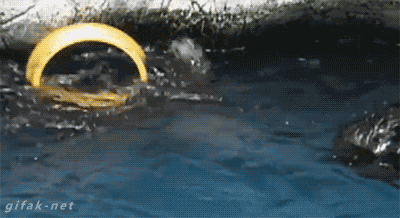 P20150406_002330000_DBF7FDDA-B35A-4001-B11A-ED51F58F3C4D.GIF.gif