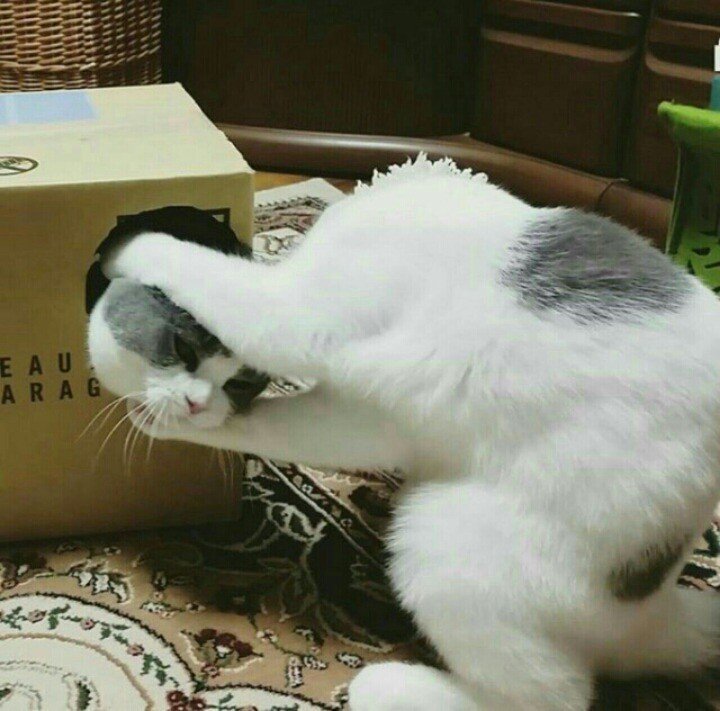 F60C8D00-E68E-4E72-AB76-E3E362746B3A.jpeg