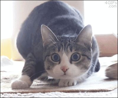 B0EDBEE7C0CC_C8E7B5E9C8E7B5E911.gif