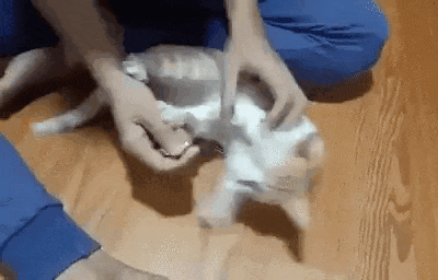 E064E40A-685B-47EE-804A-1B151424C41C.gif