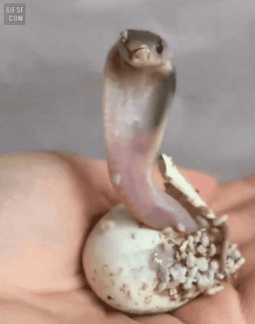 IMG_7674.gif