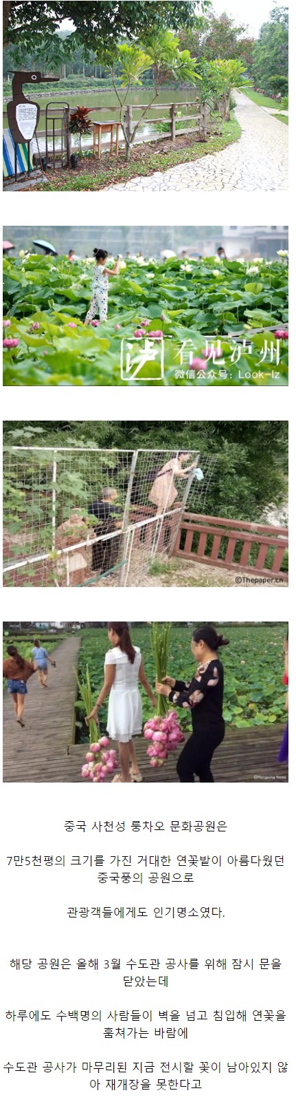 연꽃이_아름다웠던_중국의_어느_공원_근황.jpg
