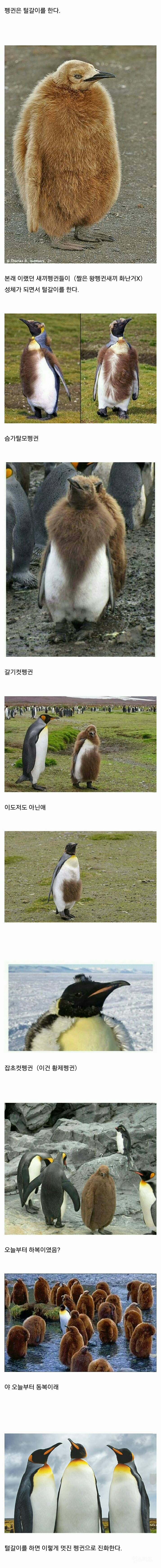 펭귄.jpg