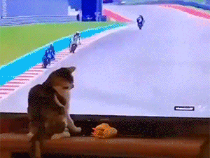 20221119_190433.gif