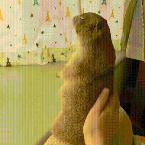 a_wa3b75e002_c6a9bef2be0c5bae4599e5c54f7153110c3c6571.gif