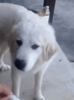 e_8309846494_23fac51b8744d34fde93d5b052cc7dacf29b07f7.gif