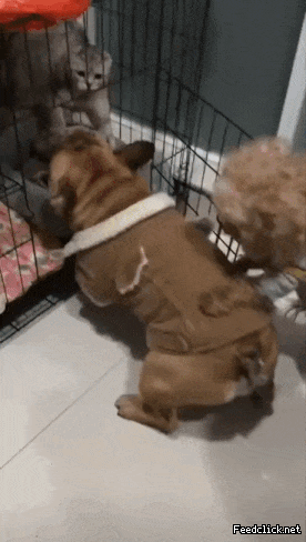 r_rb0958c001_dd1dd2a6c7eda23ea900b67a2ead3b86d8f41ea5.gif