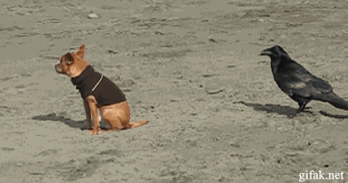4204E517-2DA1-4406-A79A-F44707170856.gif