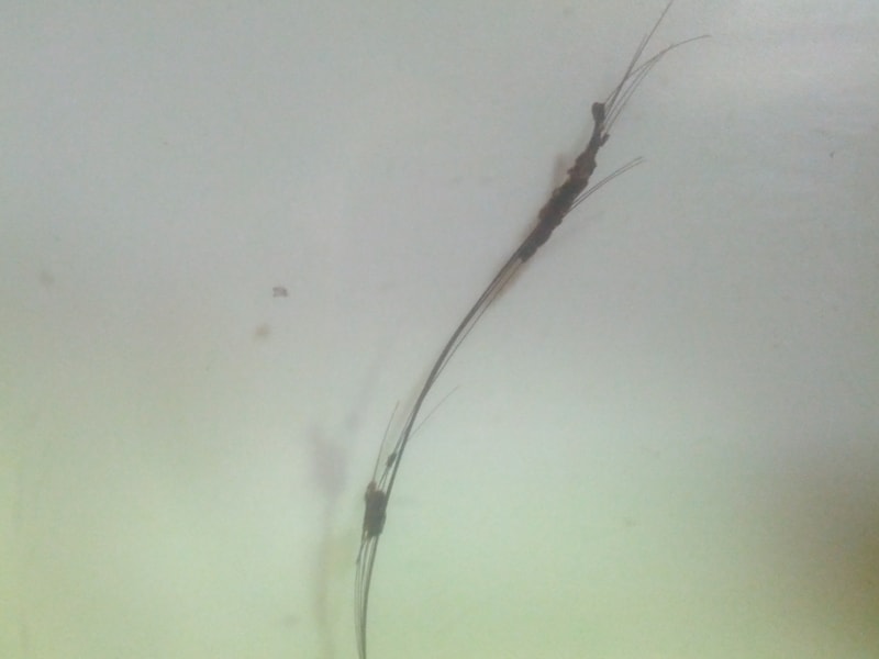 IMG_20130710_162638.jpg