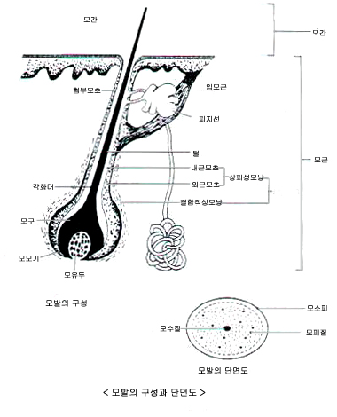 모낭.jpg