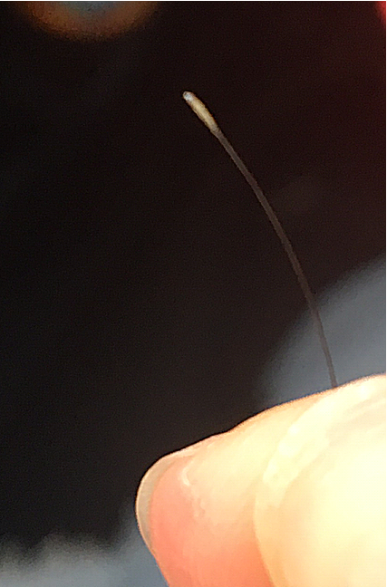IMG_6011.PNG