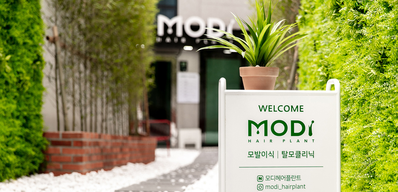 Modi hairplant 홍보이미지