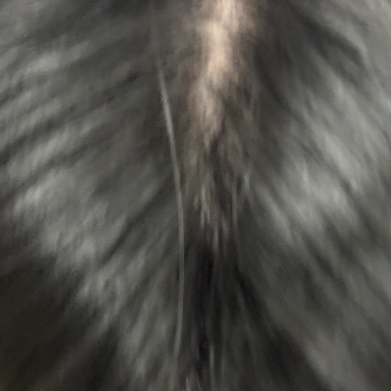 IMG_4612.jpeg