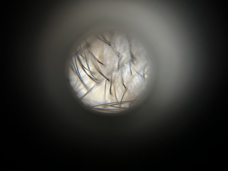 IMG_8983.jpeg