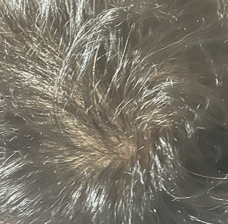 IMG_1958.jpeg