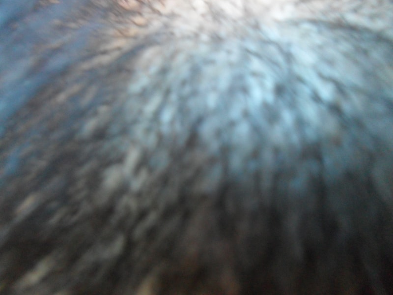 SAM_0646.JPG