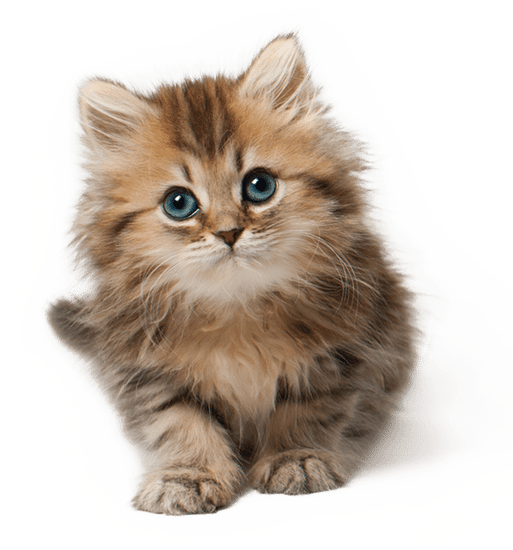 canva-cute-fluffy-kitten-MAEwbs6ZPMc.png