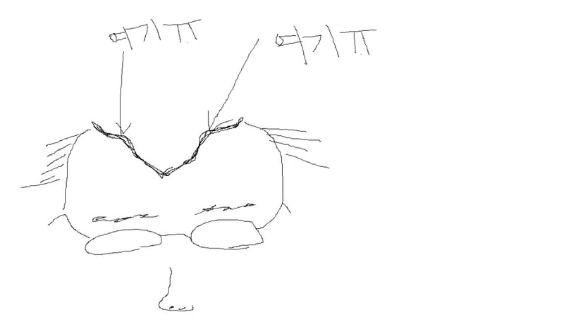 전두부.jpg