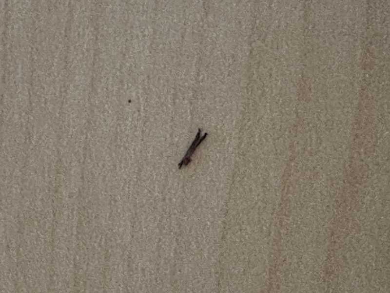 IMG_6197.jpeg