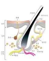 모낭2.jpg