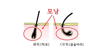곱슬머리가_생기는이유1.jpg