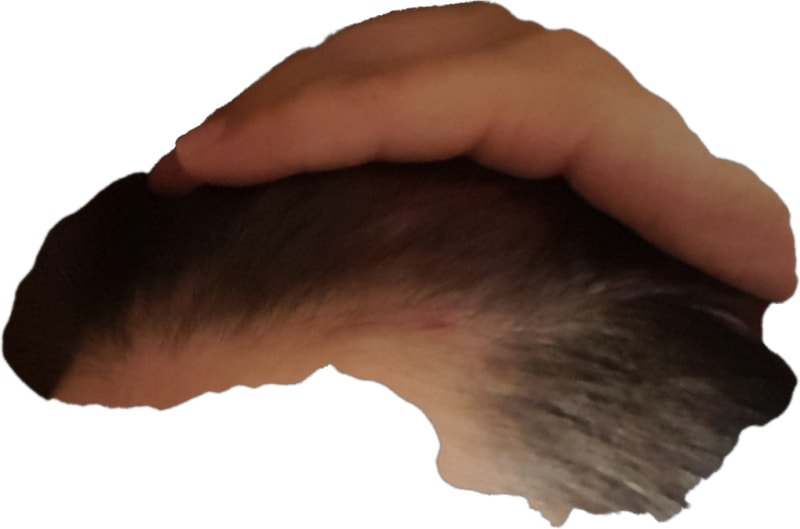 1491808169248.png