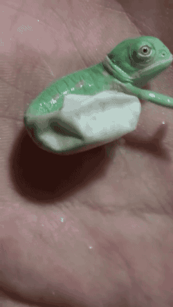 다운로드 (41).gif