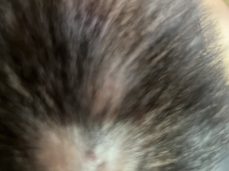 IMG_8014.jpeg