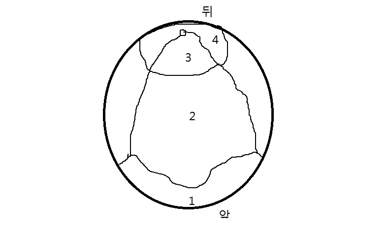 정수리 밀도 디자인.jpg