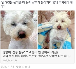 반려견.jpg
