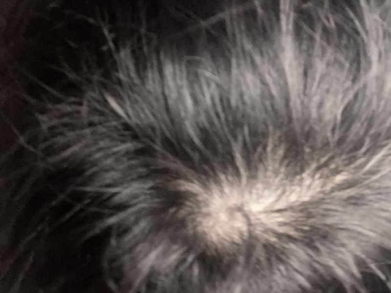 EBE4ABB9-14A8-42E8-9288-FB932C9A1F7C.jpeg