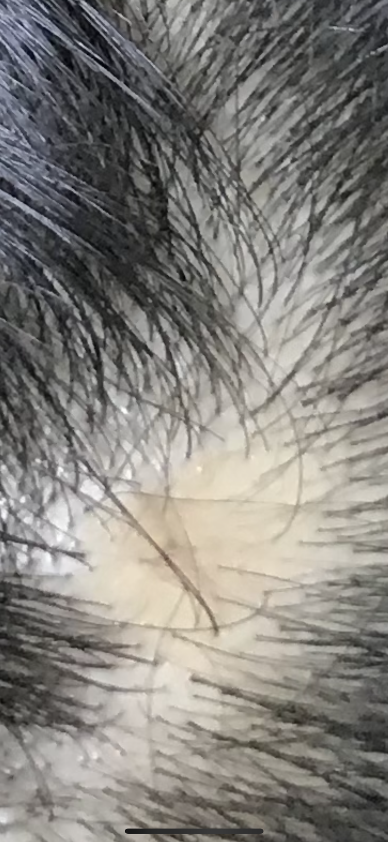 C77E1D5F-D1EB-4468-819D-E7B433390CD5.png