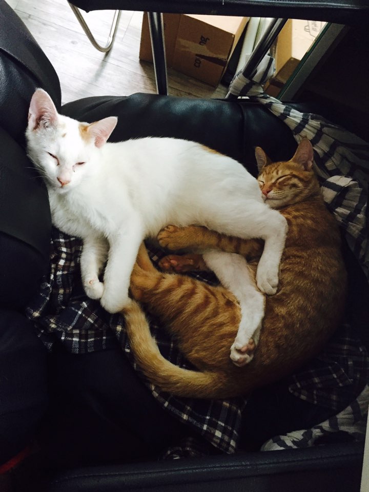 두부와 토리.jpg