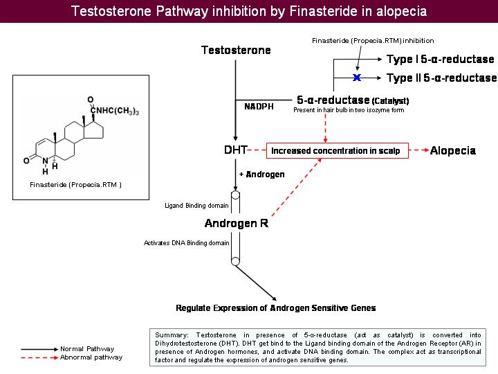 5-alpha-reductase_inhibition.jpeg