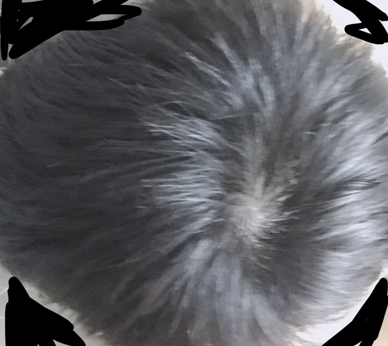 171338B5-65DA-45D8-8E8B-BC15EB13BB68.jpeg