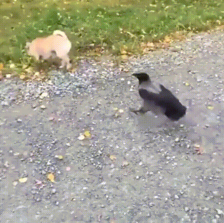 1588f5d052b33be54.gif