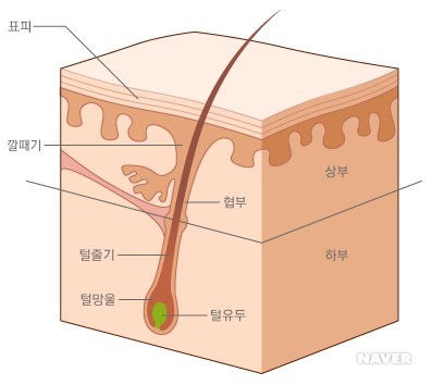 모낭.jpg