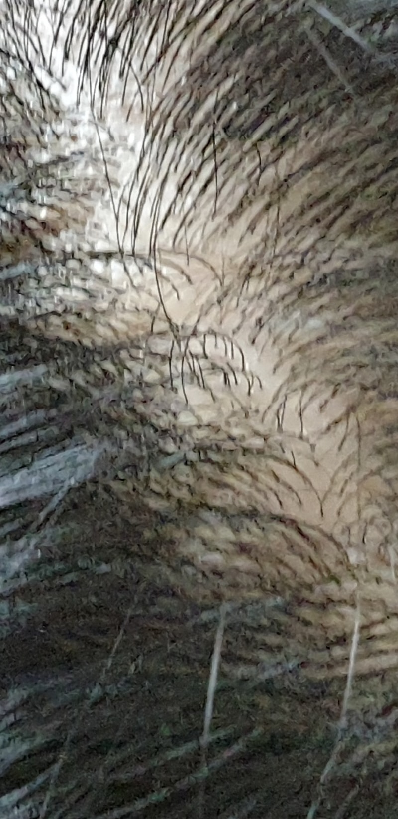 Screenshot_20210302-192254_Gallery.jpg