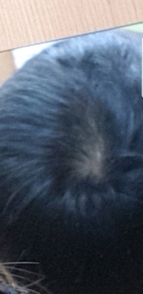 Screenshot_20180915-124216_Gallery.jpg