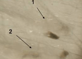 20031015b.gif