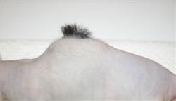 Nude%20mouse%20black%20hairS.jpg