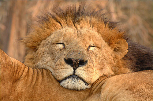 cutelion.jpg